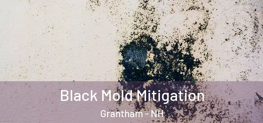  Black Mold Mitigation Grantham - NH