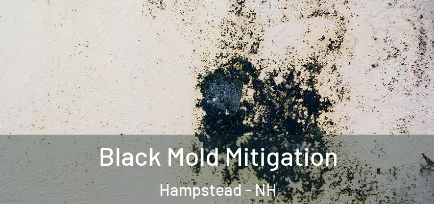  Black Mold Mitigation Hampstead - NH