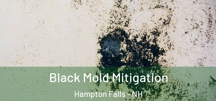  Black Mold Mitigation Hampton Falls - NH