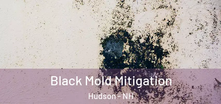  Black Mold Mitigation Hudson - NH