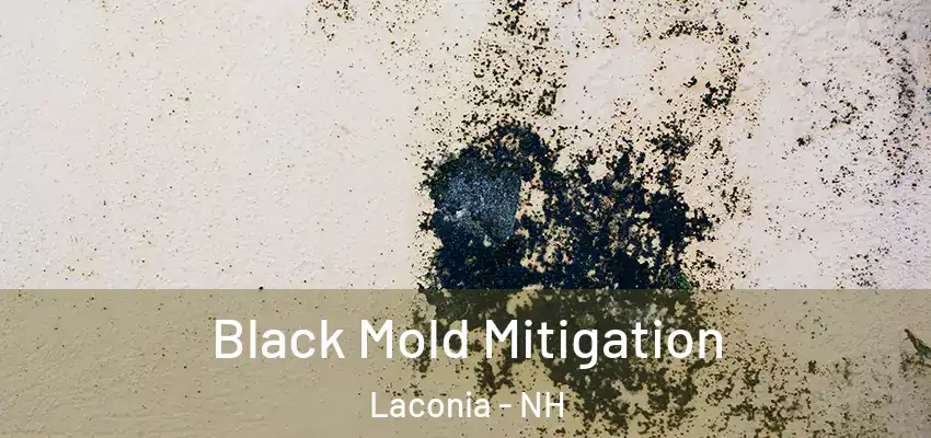 Black Mold Mitigation Laconia - NH