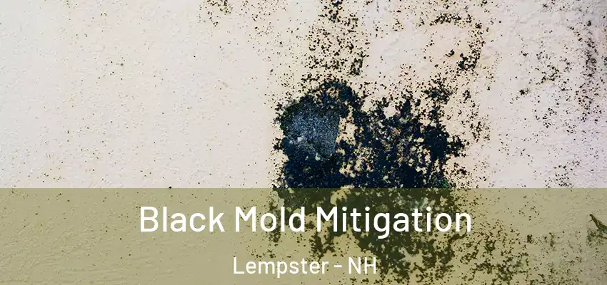  Black Mold Mitigation Lempster - NH