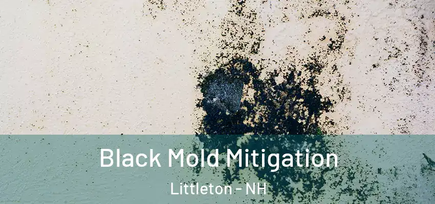  Black Mold Mitigation Littleton - NH