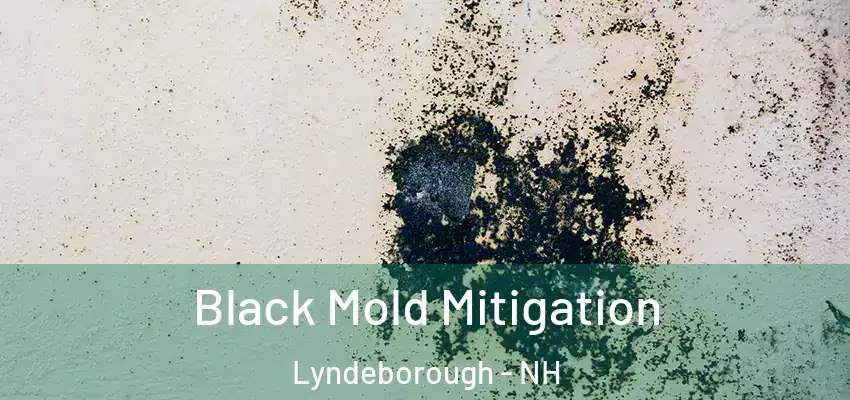  Black Mold Mitigation Lyndeborough - NH