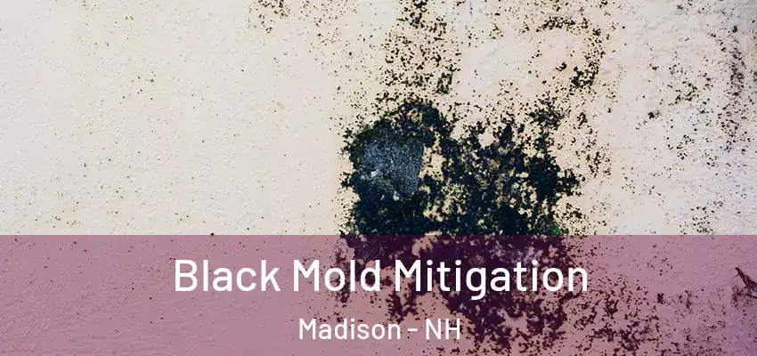 Black Mold Mitigation Madison - NH