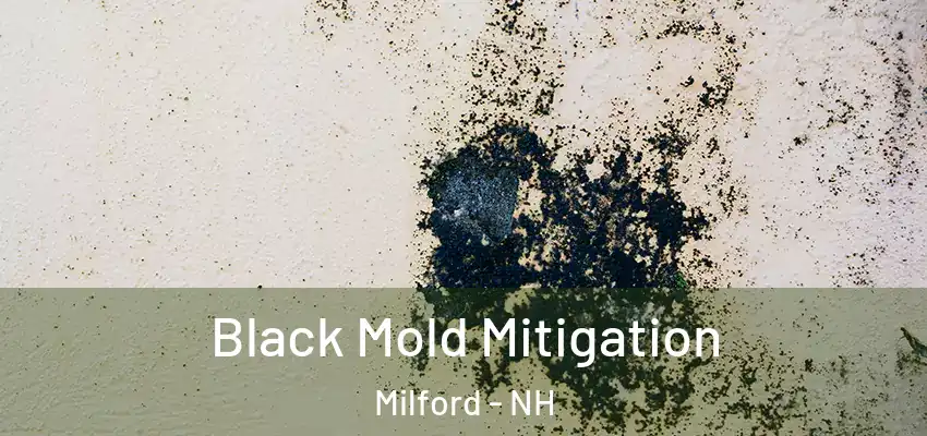  Black Mold Mitigation Milford - NH