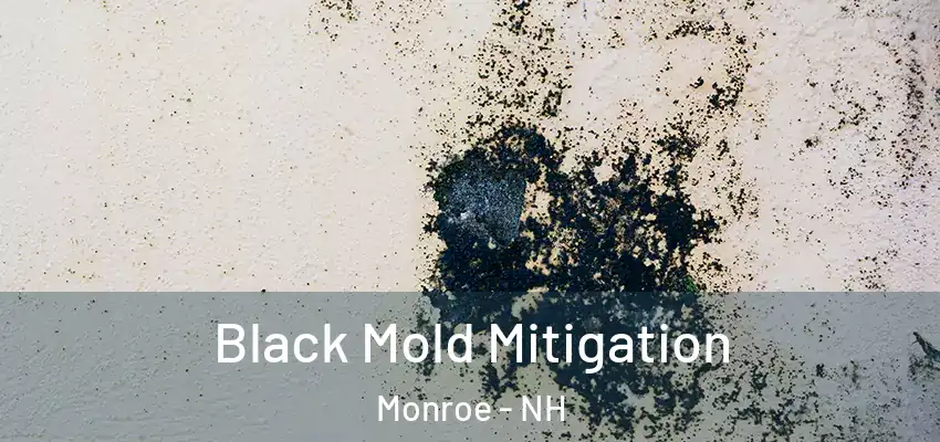  Black Mold Mitigation Monroe - NH