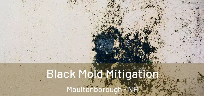 Black Mold Mitigation Moultonborough - NH