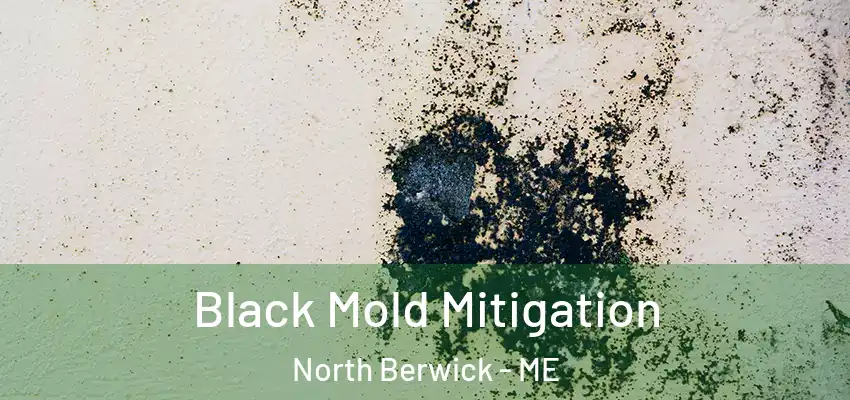  Black Mold Mitigation North Berwick - ME