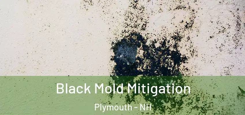 Black Mold Mitigation Plymouth - NH