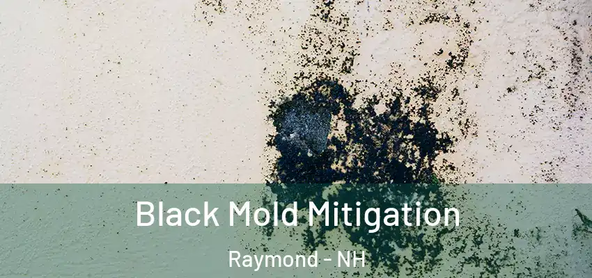  Black Mold Mitigation Raymond - NH
