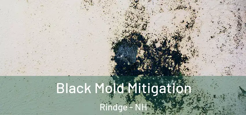  Black Mold Mitigation Rindge - NH