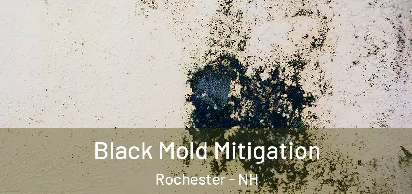  Black Mold Mitigation Rochester - NH