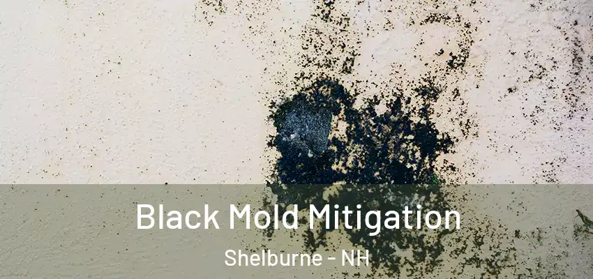 Black Mold Mitigation Shelburne - NH