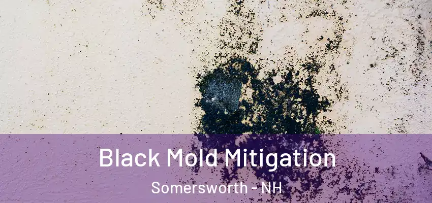  Black Mold Mitigation Somersworth - NH