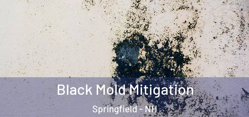  Black Mold Mitigation Springfield - NH