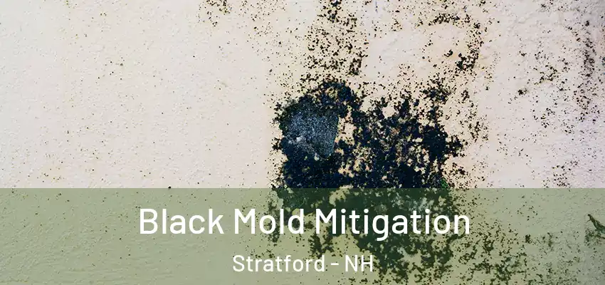 Black Mold Mitigation Stratford - NH