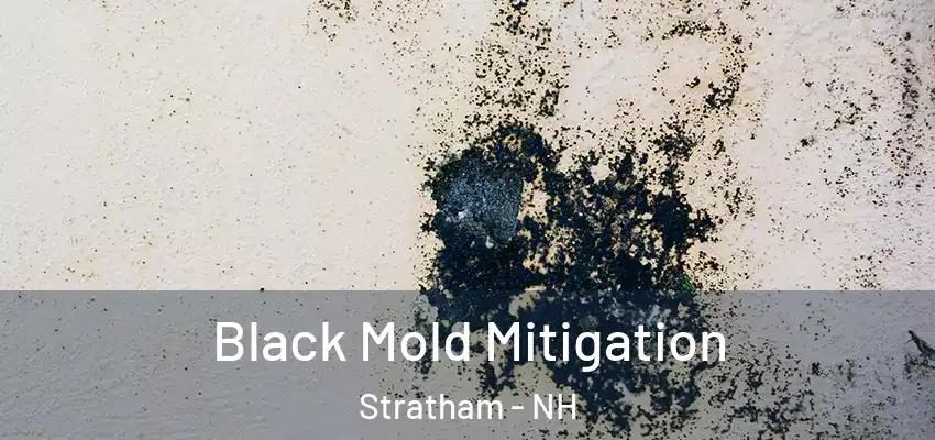  Black Mold Mitigation Stratham - NH
