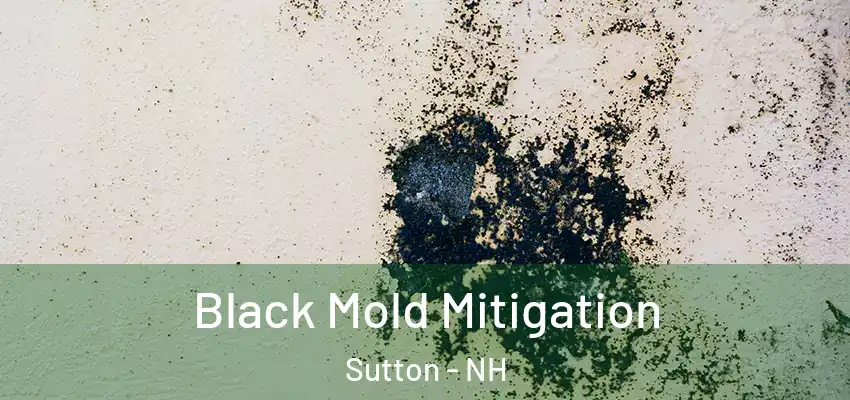  Black Mold Mitigation Sutton - NH