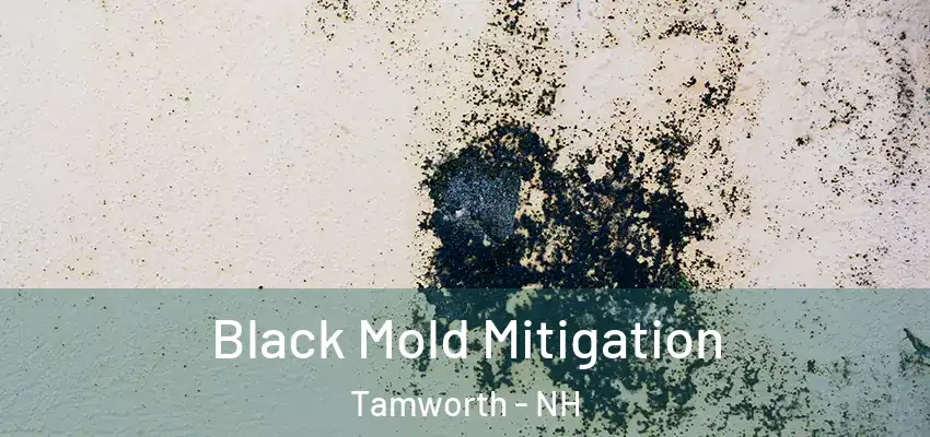 Black Mold Mitigation Tamworth - NH