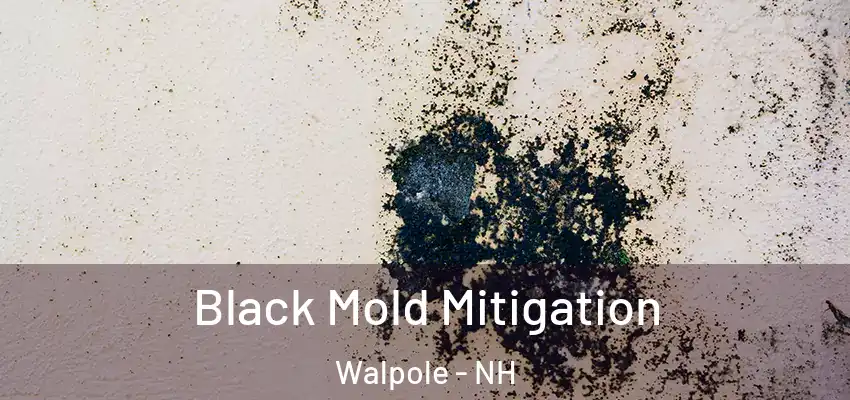  Black Mold Mitigation Walpole - NH