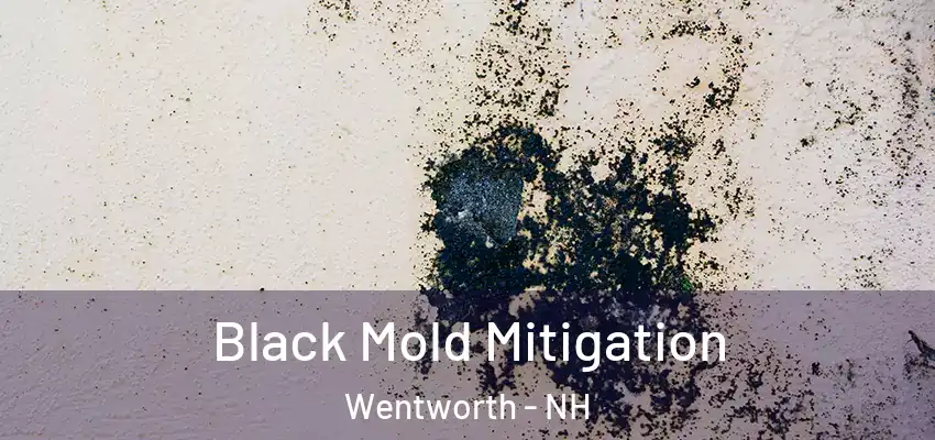 Black Mold Mitigation Wentworth - NH