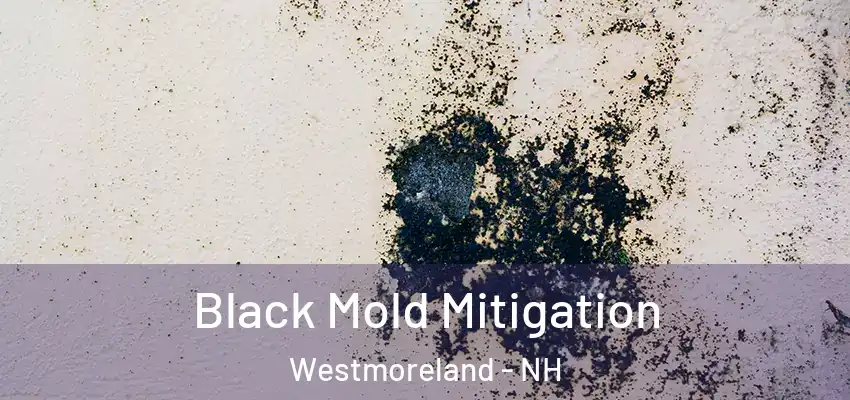  Black Mold Mitigation Westmoreland - NH