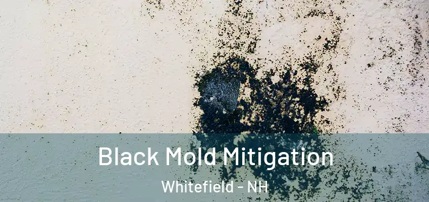 Black Mold Mitigation Whitefield - NH
