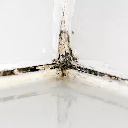Trusted Black Mold in Shower Experts in Franconia, NH