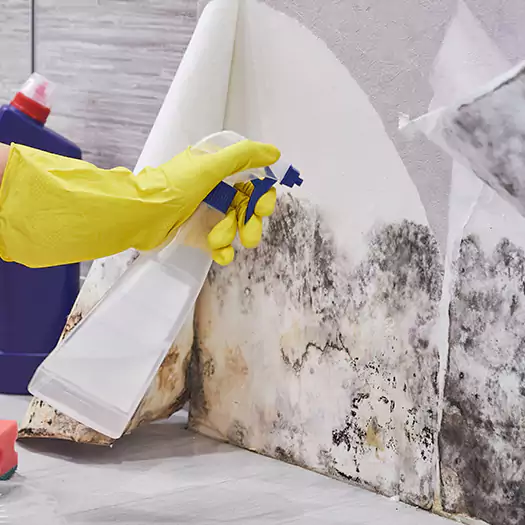 Reliable Mold Abatement Specialists in Franconia, NH