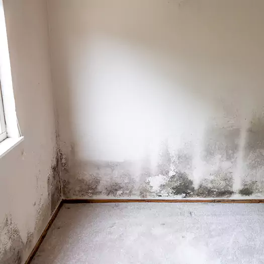 Trusted Mold Cleanup Specialists in Franconia, NH