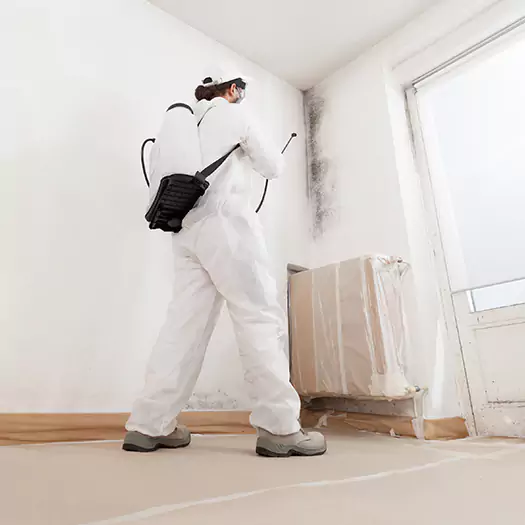 Trusted Mold Damage Experts in Franconia, NH