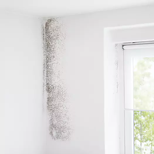 Trusted Mold Eradication Professionals Serving in Franconia, NH