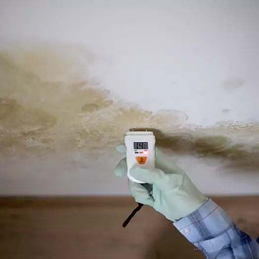 Reliable Mold Inspection Experts in Franconia, NH