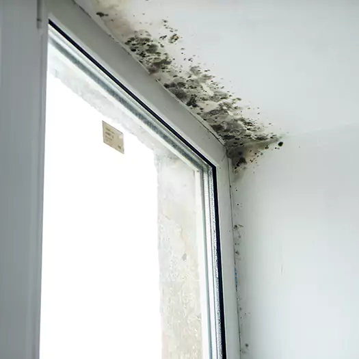 Trusted Mold on Bathroom Ceiling Experts in Franconia, NH