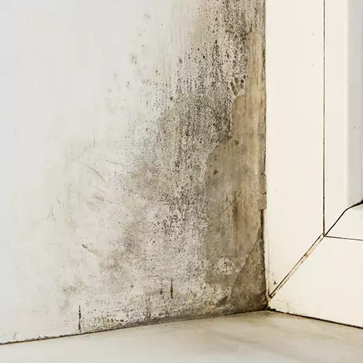 Skilled Mold on Drywall Experts in Franconia, NH