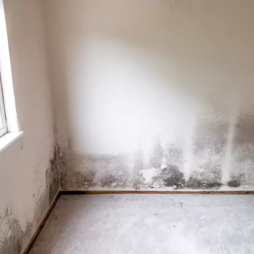 Trusted Mold on the Wall Experts in Franconia, NH
