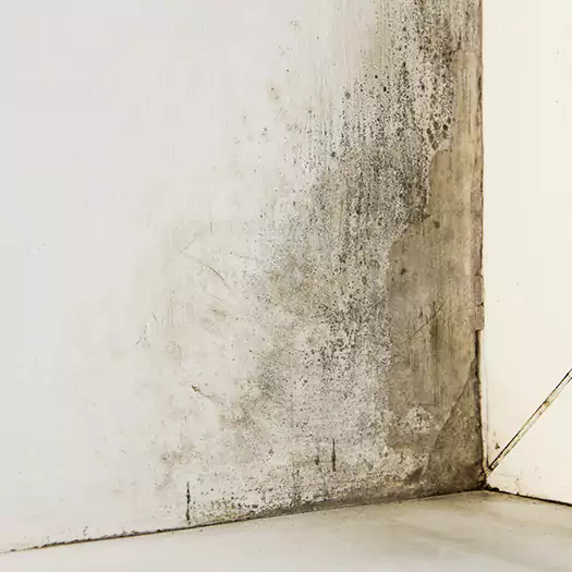 #1 Mold Remediation and Removal Experts in Franconia, NH