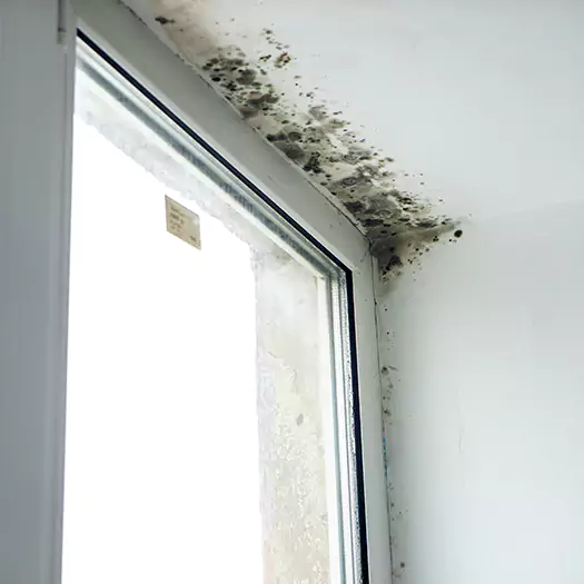 Reliable Mold Treatment Specialists in Franconia, NH