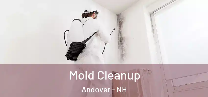  Mold Cleanup Andover - NH