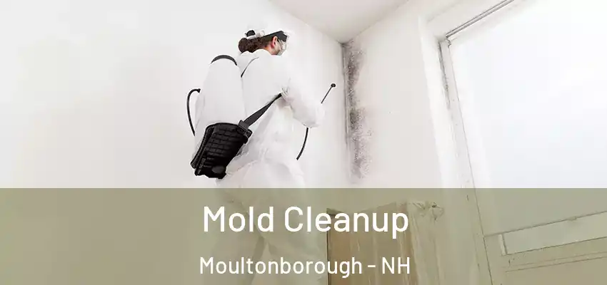  Mold Cleanup Moultonborough - NH