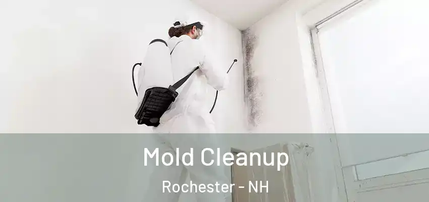  Mold Cleanup Rochester - NH