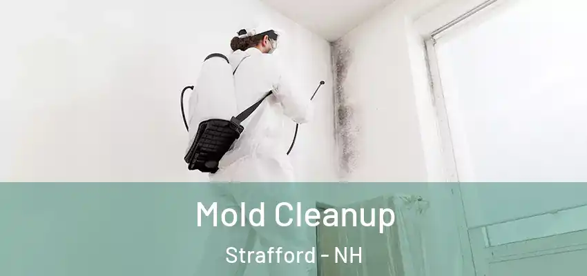  Mold Cleanup Strafford - NH