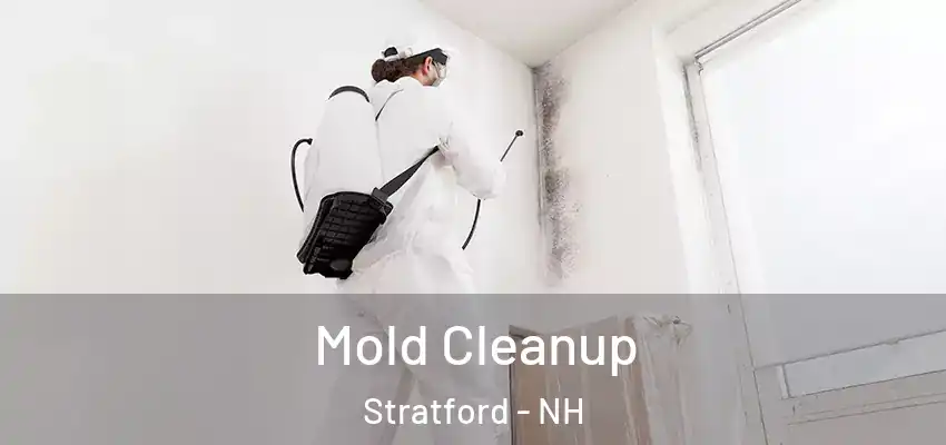 Mold Cleanup Stratford - NH