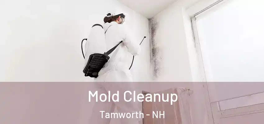 Mold Cleanup Tamworth - NH