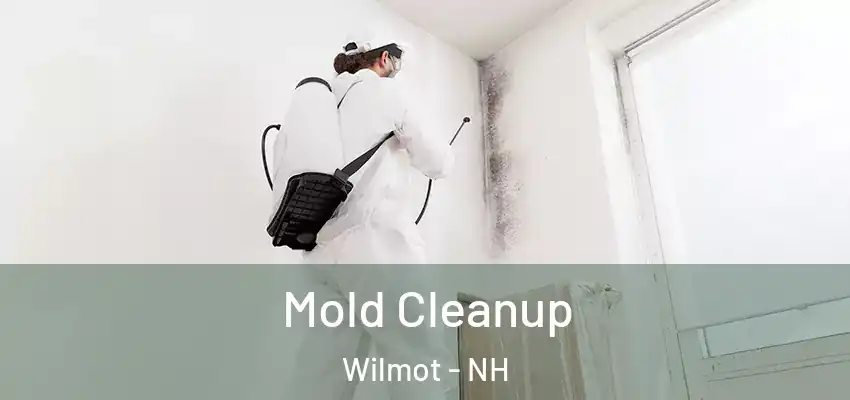 Mold Cleanup Wilmot - NH