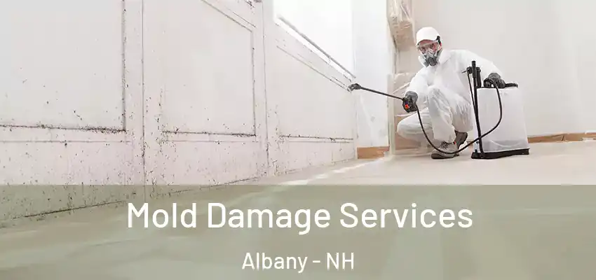 Mold Damage Services Albany - NH