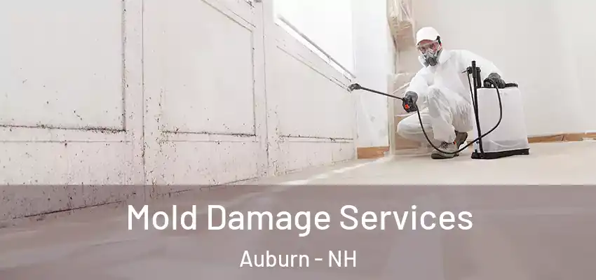  Mold Damage Services Auburn - NH