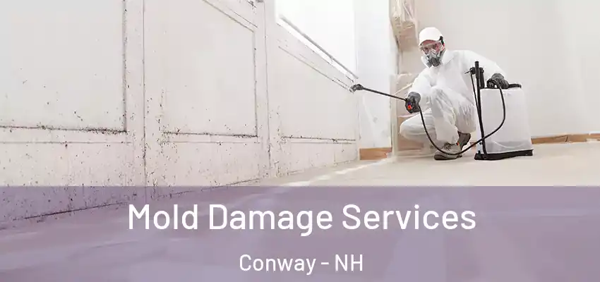  Mold Damage Services Conway - NH