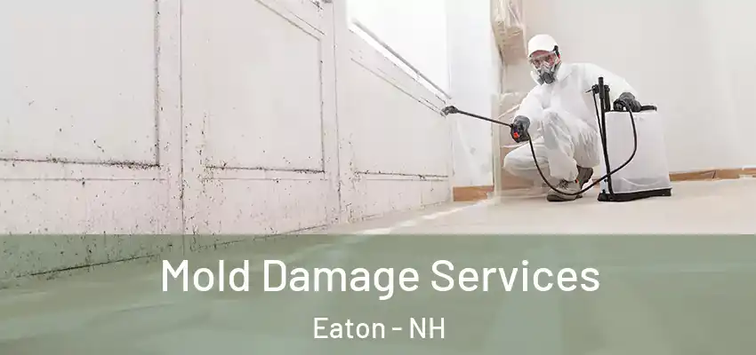 Mold Damage Services Eaton - NH